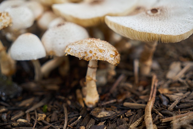 tall king oyster mushrooms with thick white stems and small brown caps on dark substrate
