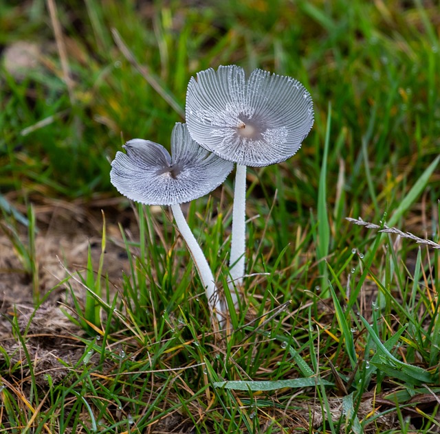 clusters of fresh grey oyster mushrooms growing from substrate bags showing delicate fan-shaped caps and white gills in soft diffused light