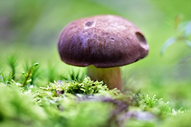 cluster of small brown chestnut mushrooms with round caps growing on sawdust blocks