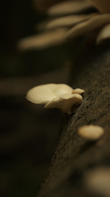 dark atmospheric mushroom growing room with soft warm lighting and rows of oyster mushrooms