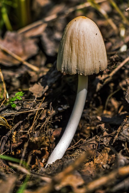 brown shiitake mushrooms with cracked caps growing on oak logs in dim warm lighting