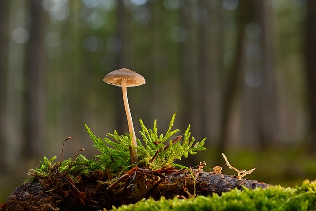 clusters of small round brown chestnut mushrooms with firm caps and short stems growing on composted substrate blocks