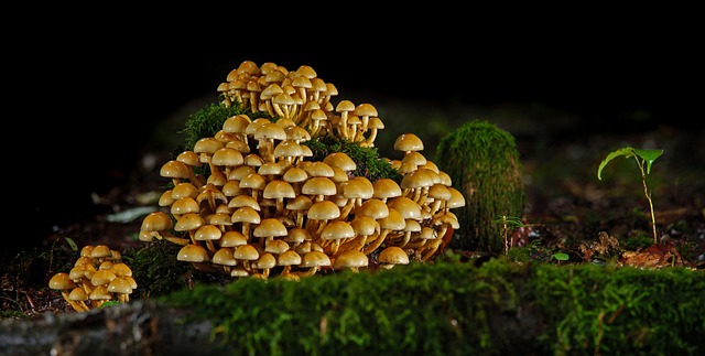 vivid coral-pink oyster mushroom clusters with ruffled fan-shaped caps growing from straw substrate bags in warm humidity